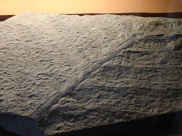 †Археоптеридиевые - †Archaeopteridales