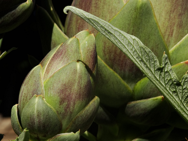 Артишок посевной - Cynara scolymus