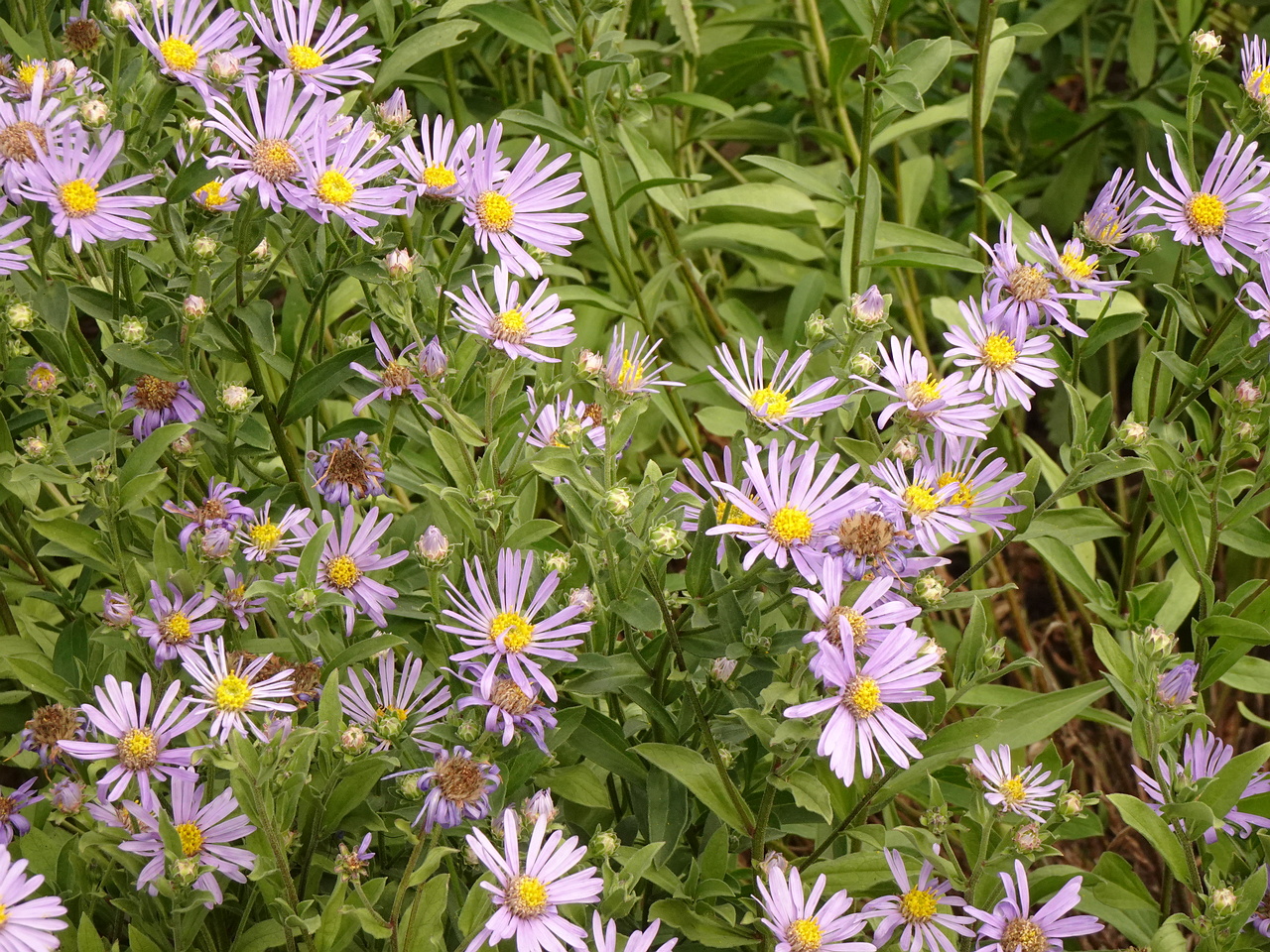 DSC05434