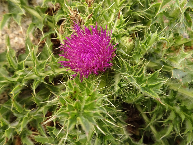 Бодяк бесстебельный - Cirsium acaule