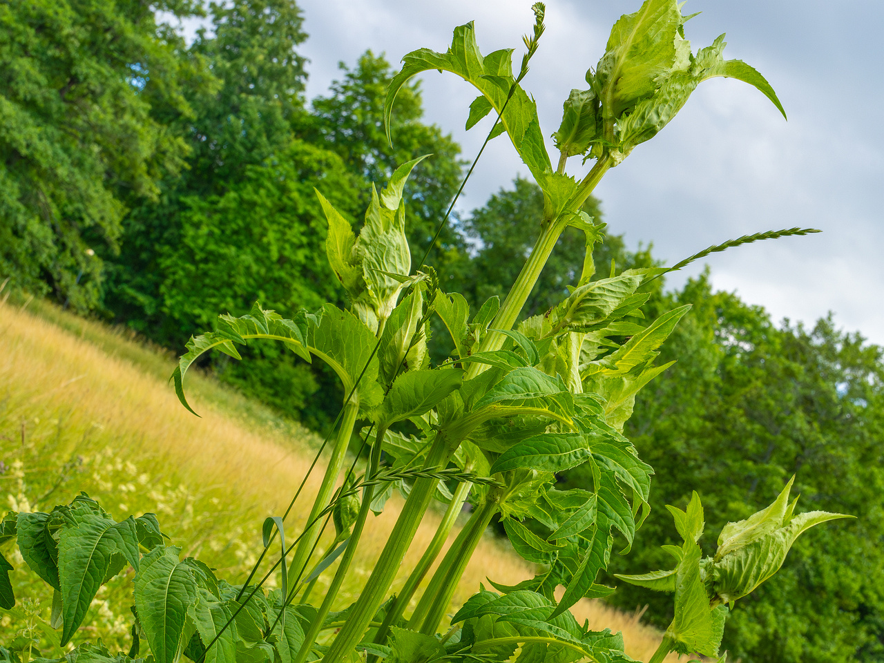big_meadow_in_kadriorg_park-1