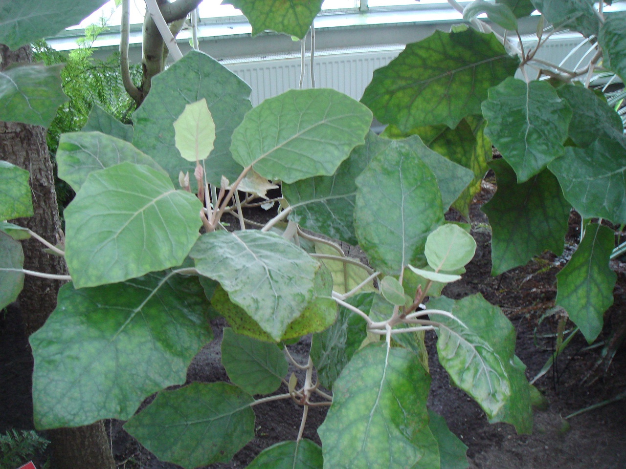 DSC00081