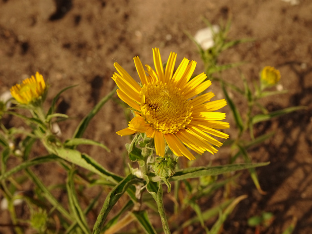 Буфтальмум иволистный - Buphthalmum salicifolium