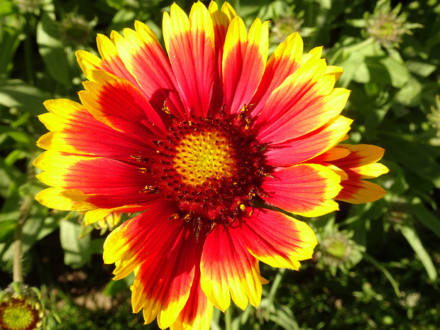 Гайлардия остистая - Gaillardia aristata