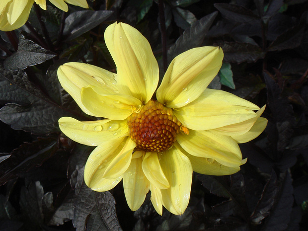 Георгина 'Желтые Темные Ангелы' - Dahlia 'Dark Angels Yellow'