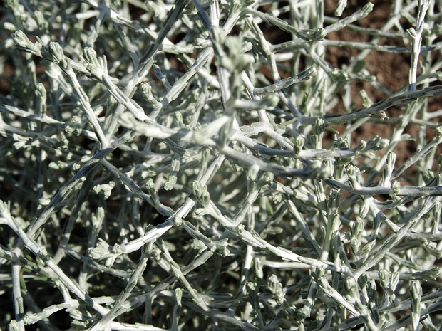 Калоцефалус Брауна 'Серебрянная Звезда' - Calocephalus brownii 'Silver Star'