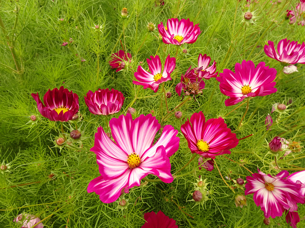 Космея дважды перистая 'Велут' - Cosmos bipinnatus 'Veloutte'