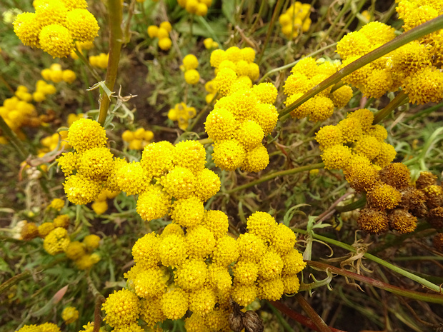 Лонас однолетний - Lonas annua