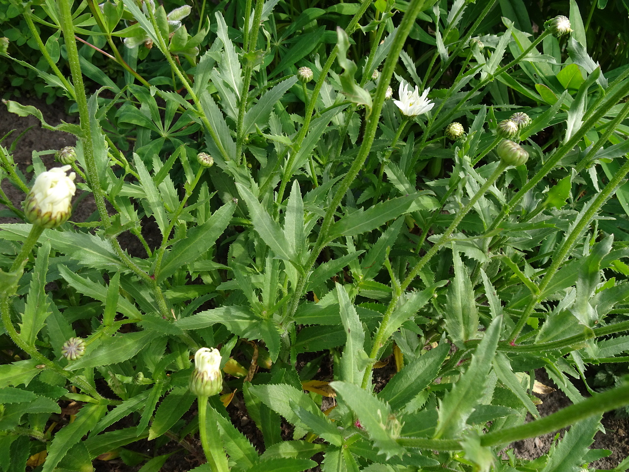 DSC09208