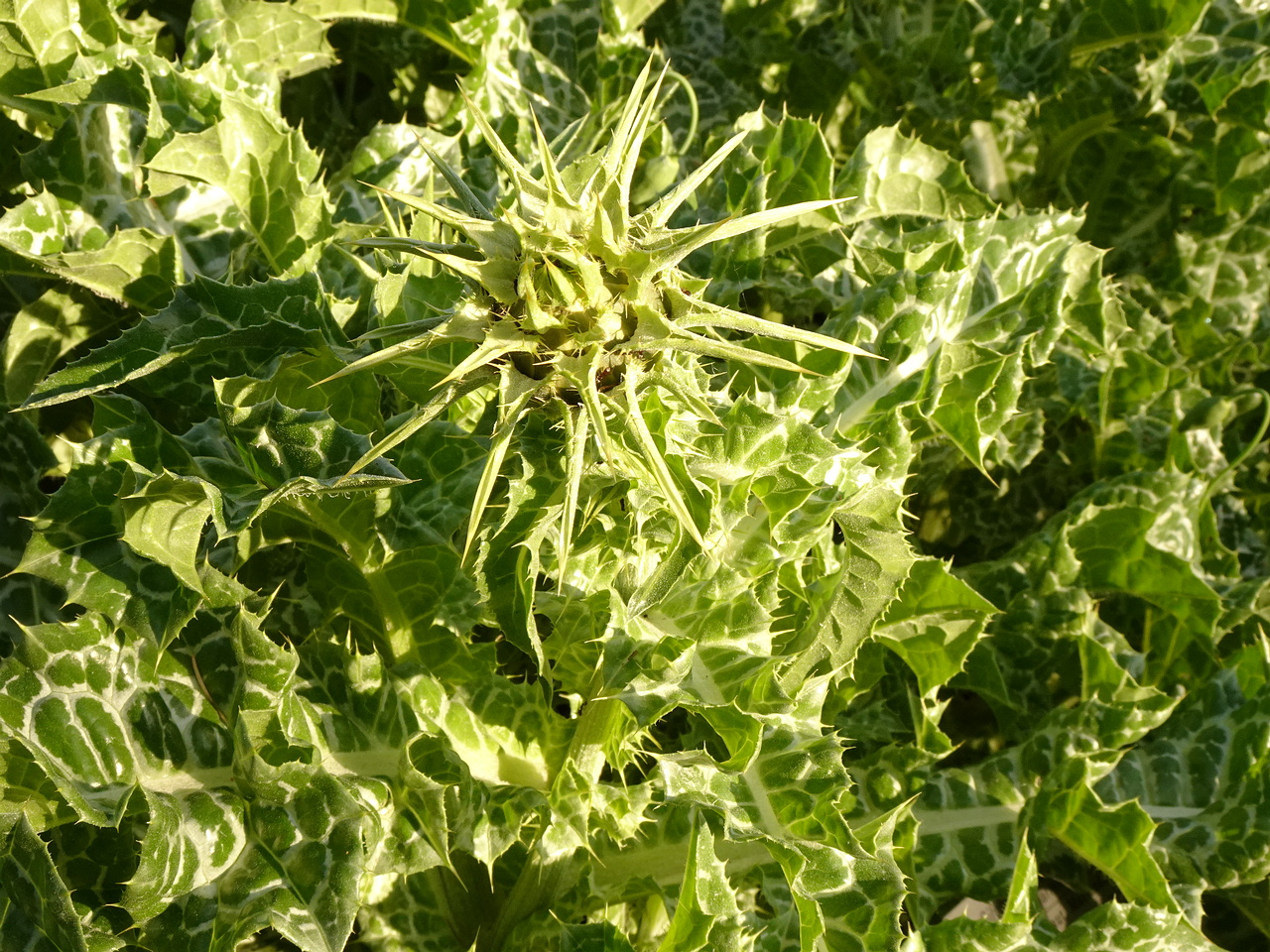 DSC01673