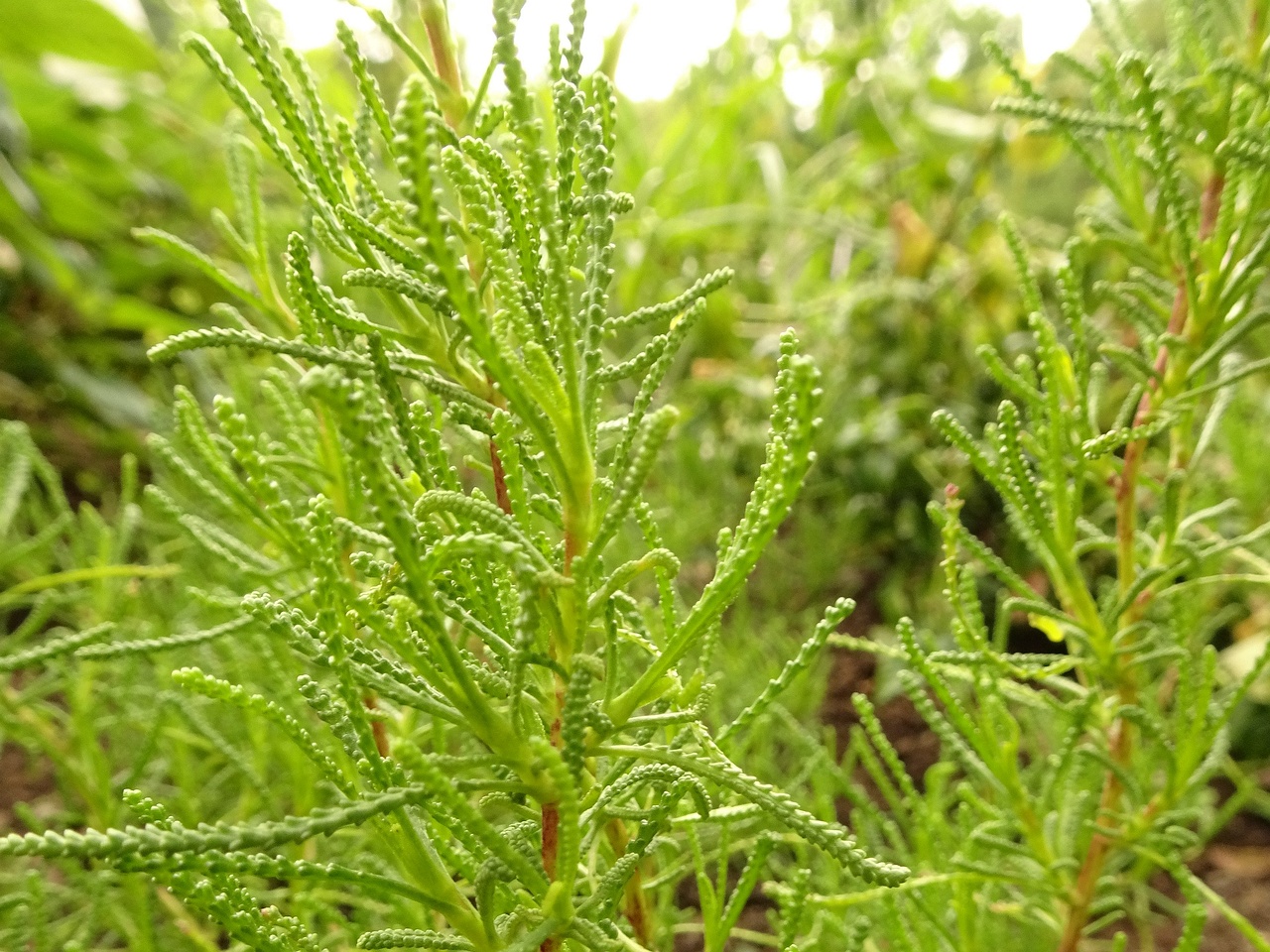 DSC03997