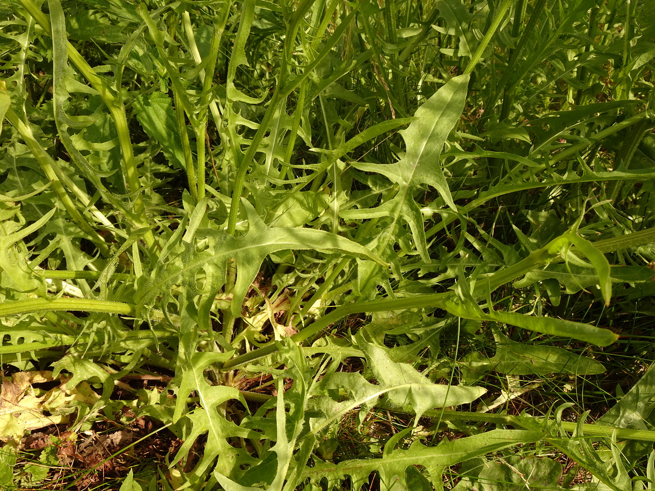 DSC04198