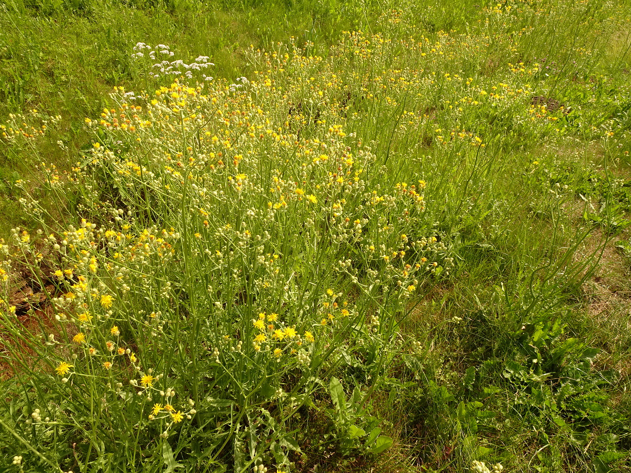 DSC04201