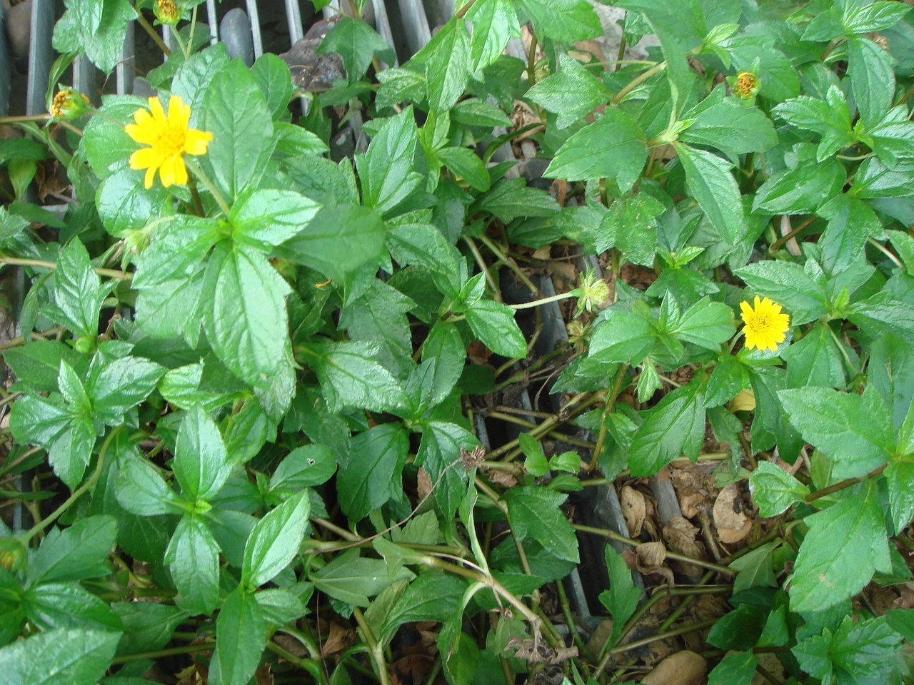 DSC04509