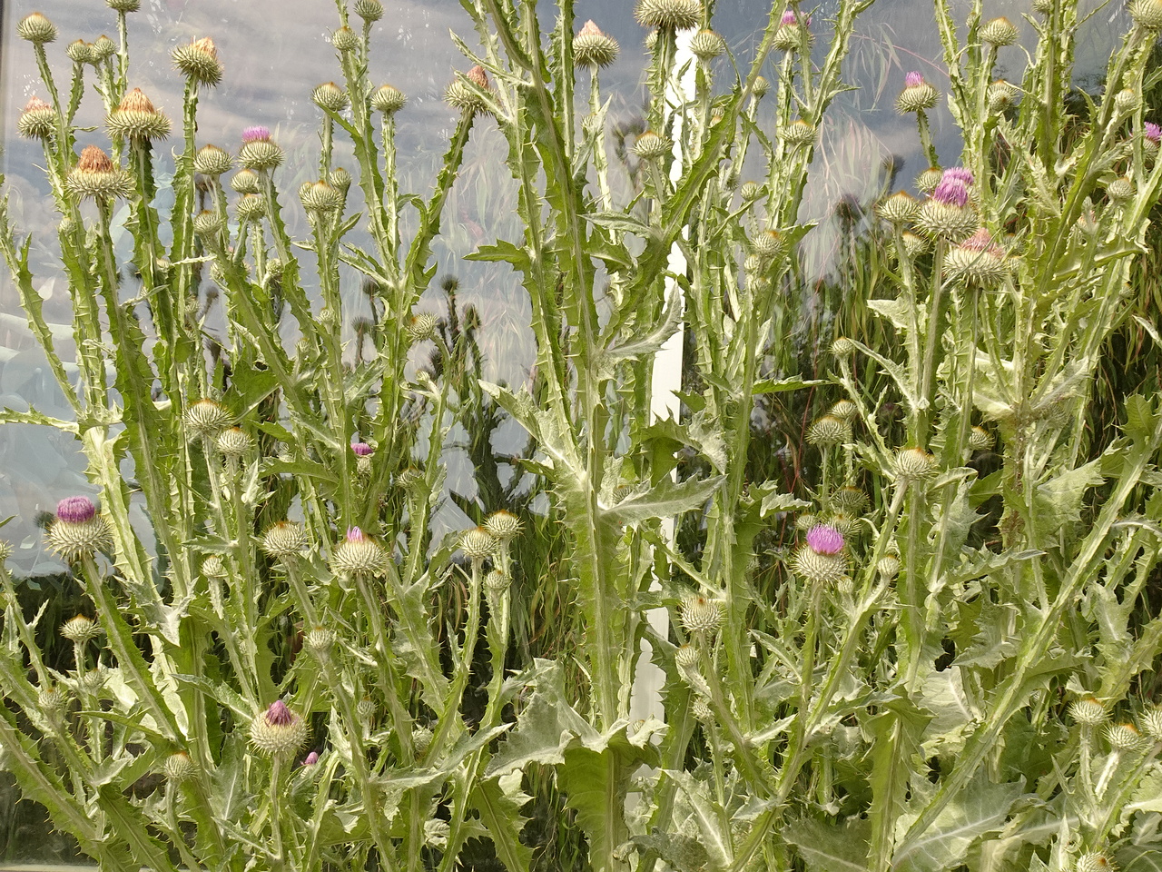 DSC04192