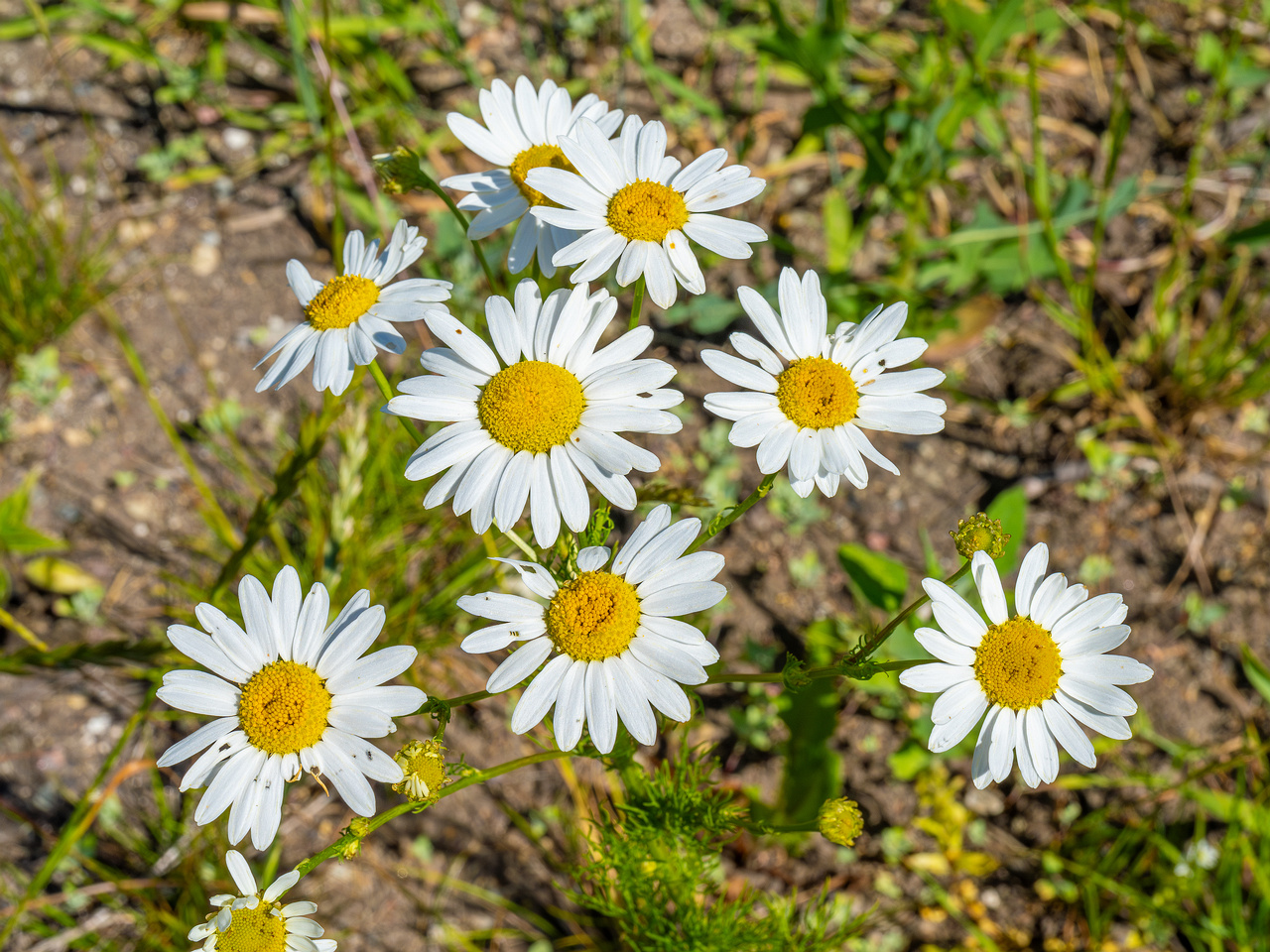 kiikri_deserted_plant_field-9