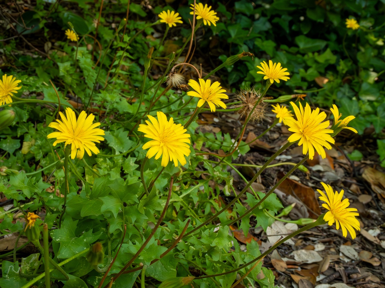 Hyoseris radiata _2025-05-14_1-3
