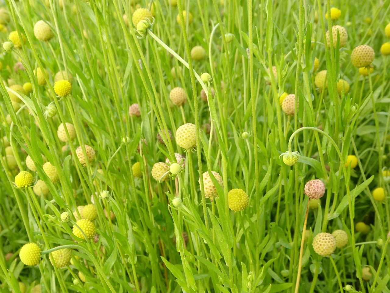 DSC05388