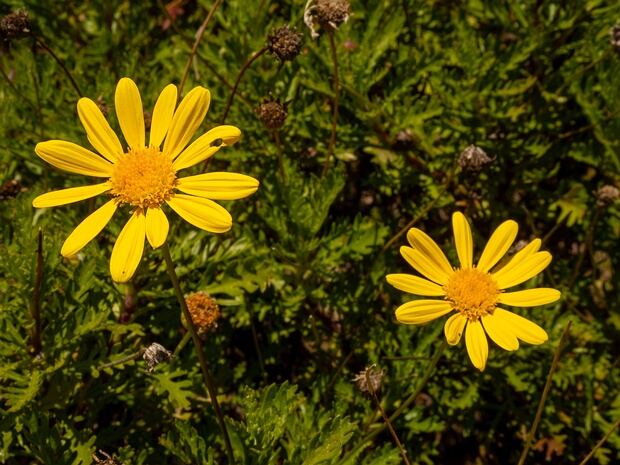 Эуриопс гребенчатый - Euryops pectinatus