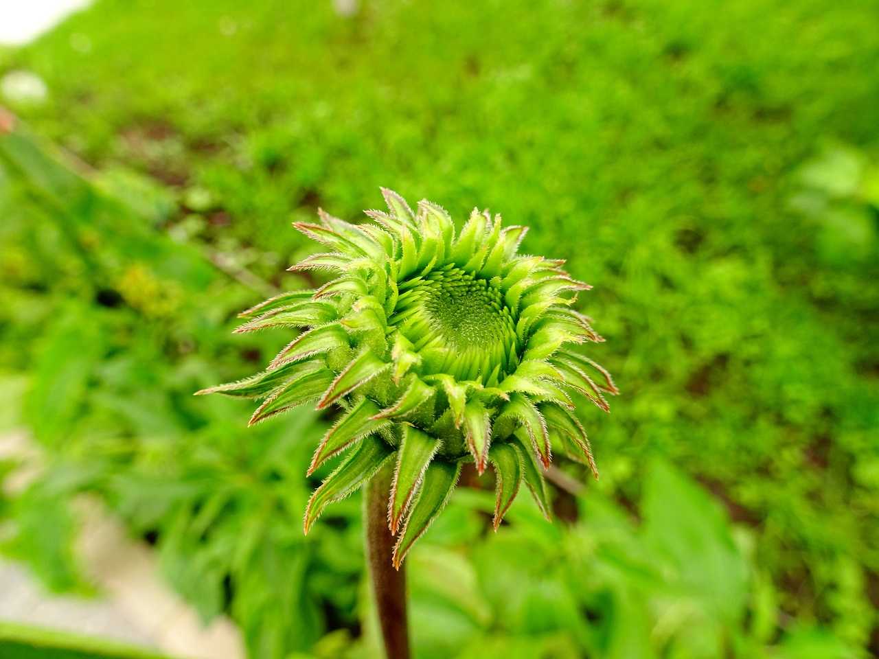 DSC00142