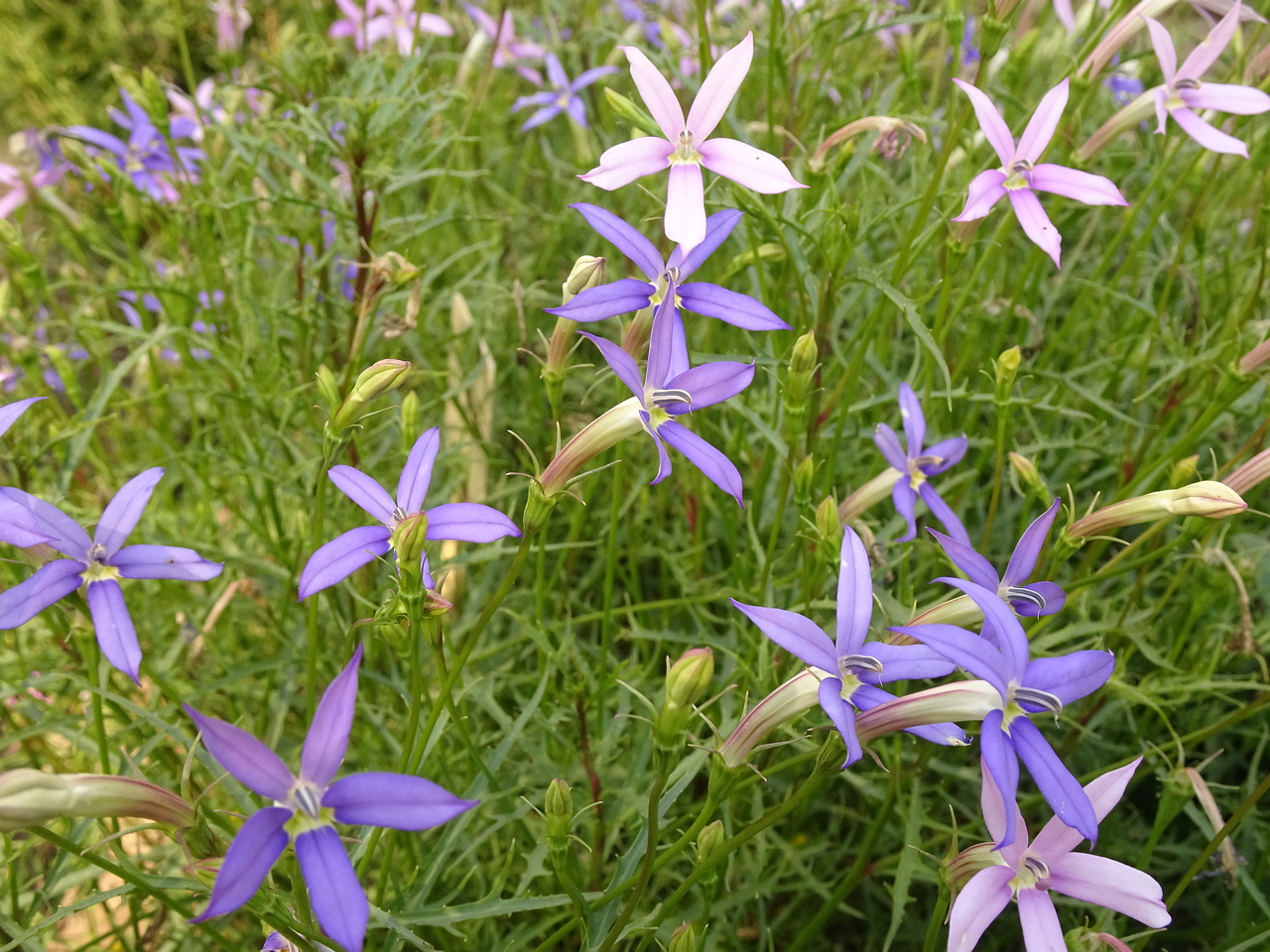 DSC06430