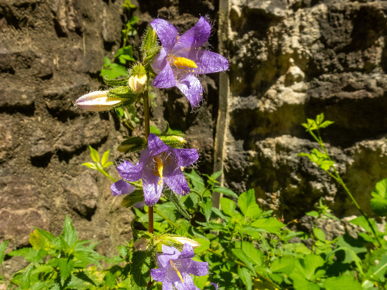 old-castle-13