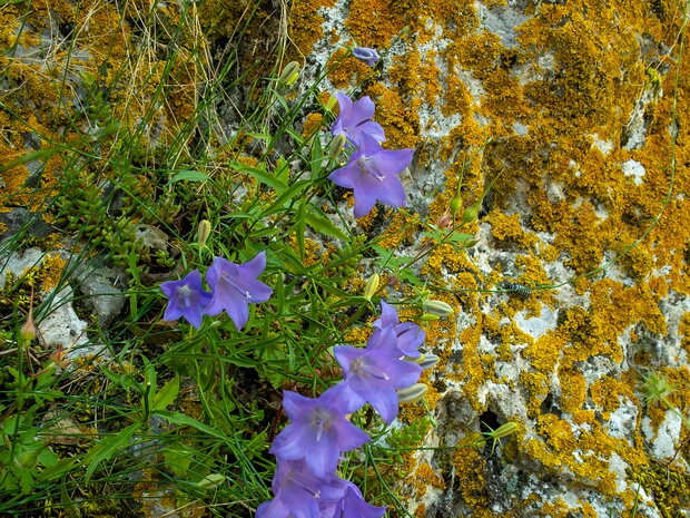 Колокольчик круглолистный - Campanula rotundifolia