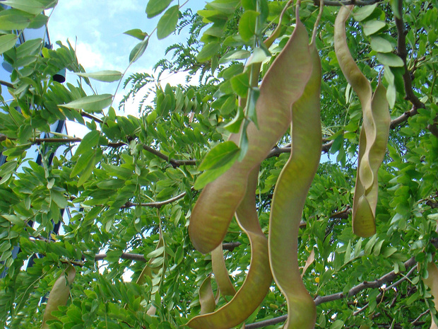 Гледичия трёхколючковая, обыкновенная - Gleditsia triacanthos