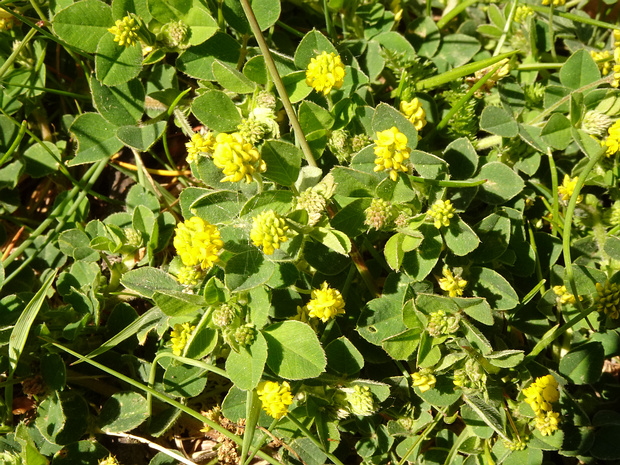 Люцерна хмелевидная - Medicago lupulina