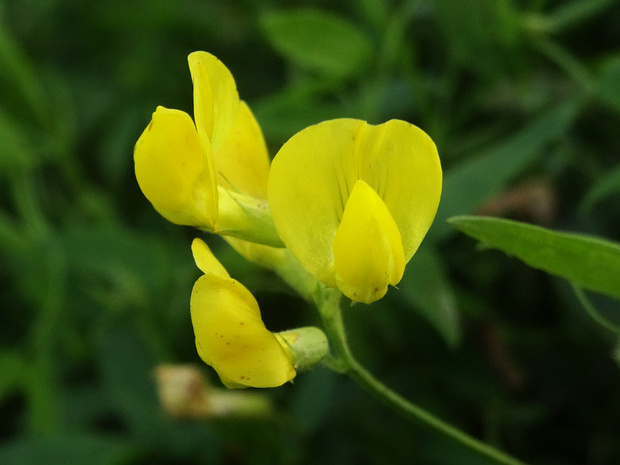 Чина луговая - Lathyrus pratensis
