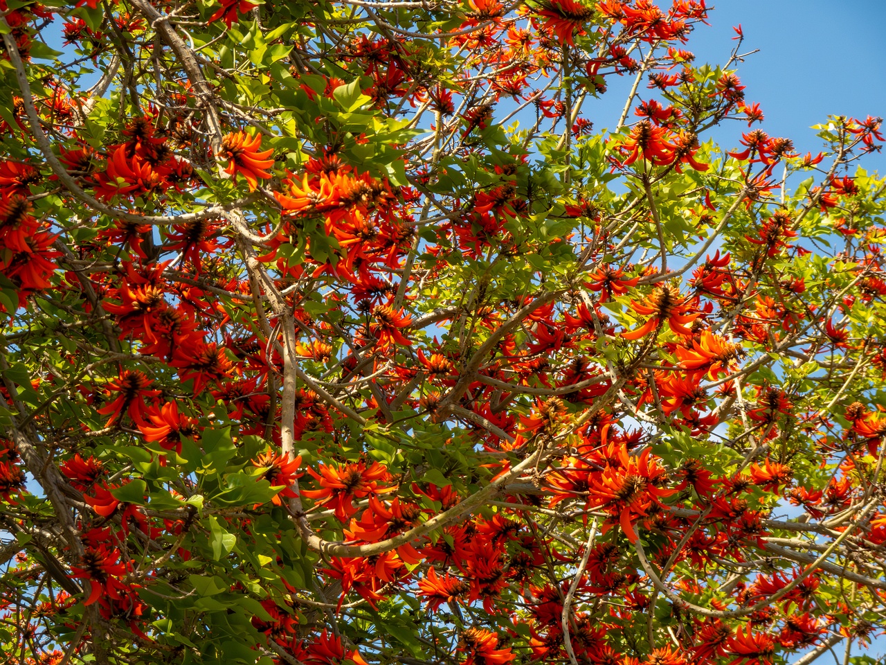 Erythrina lysistemon _2025-05-14_1-2