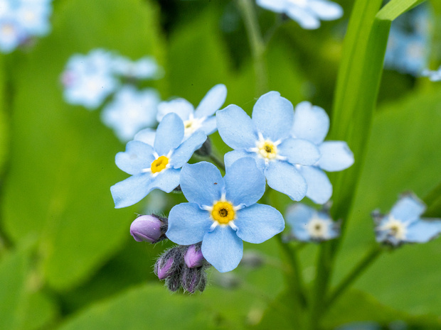 Незабудка болотная - Myosotis scorpioides