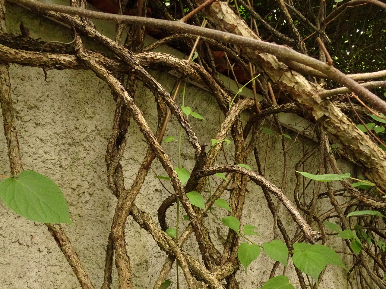 DSC08941