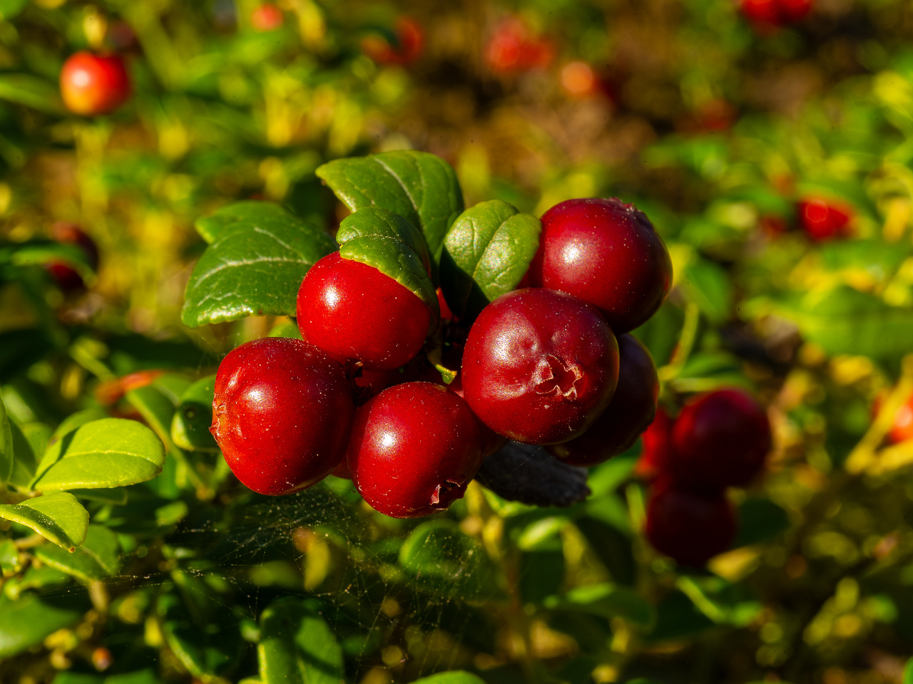 !vaccinium-vitis-idaea_1-16