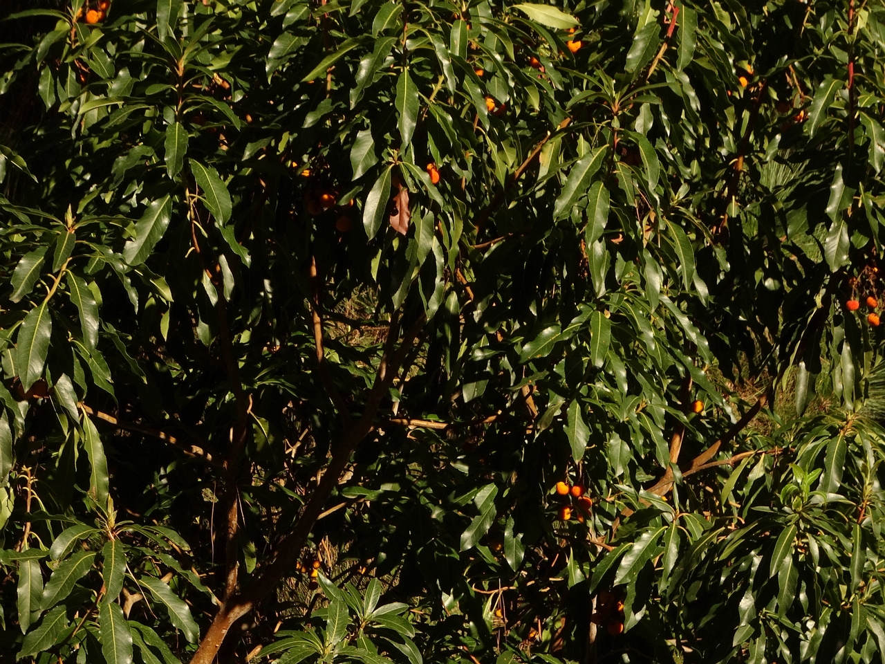 DSC06417