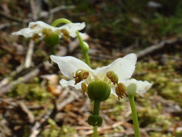 Одноцветка крупноцветковая - Moneses uniflora