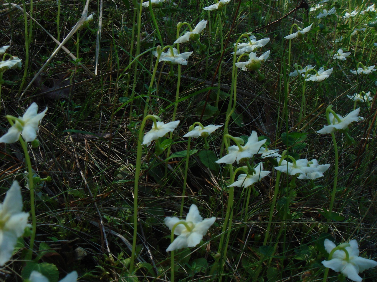 DSC00417