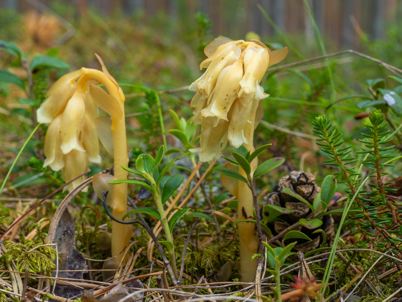 66km_highway_tallinn_narva_forest-18
