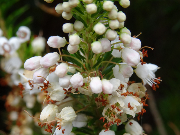 Эрика сизая белая форма - Erica cinerea f. alba