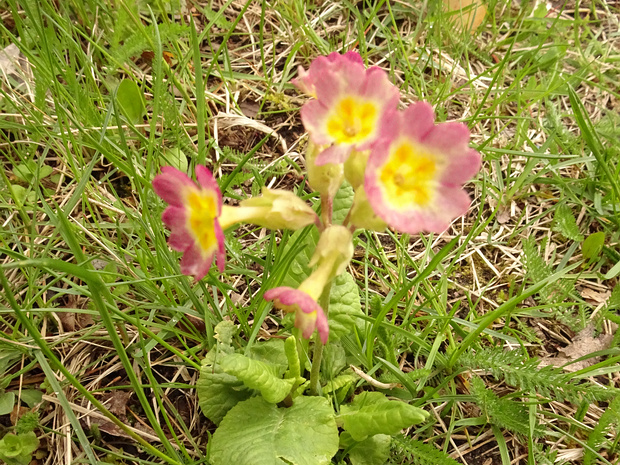 Первоцвет x гибридный - Primula veris x hybrida