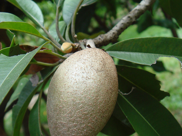 Сапотовые - Sapotaceae