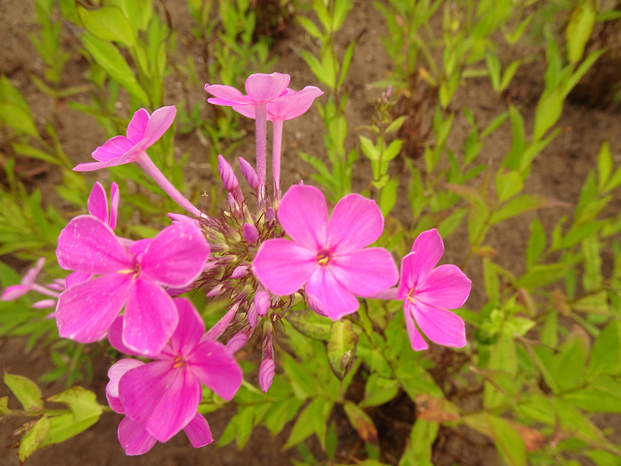 DSC05090