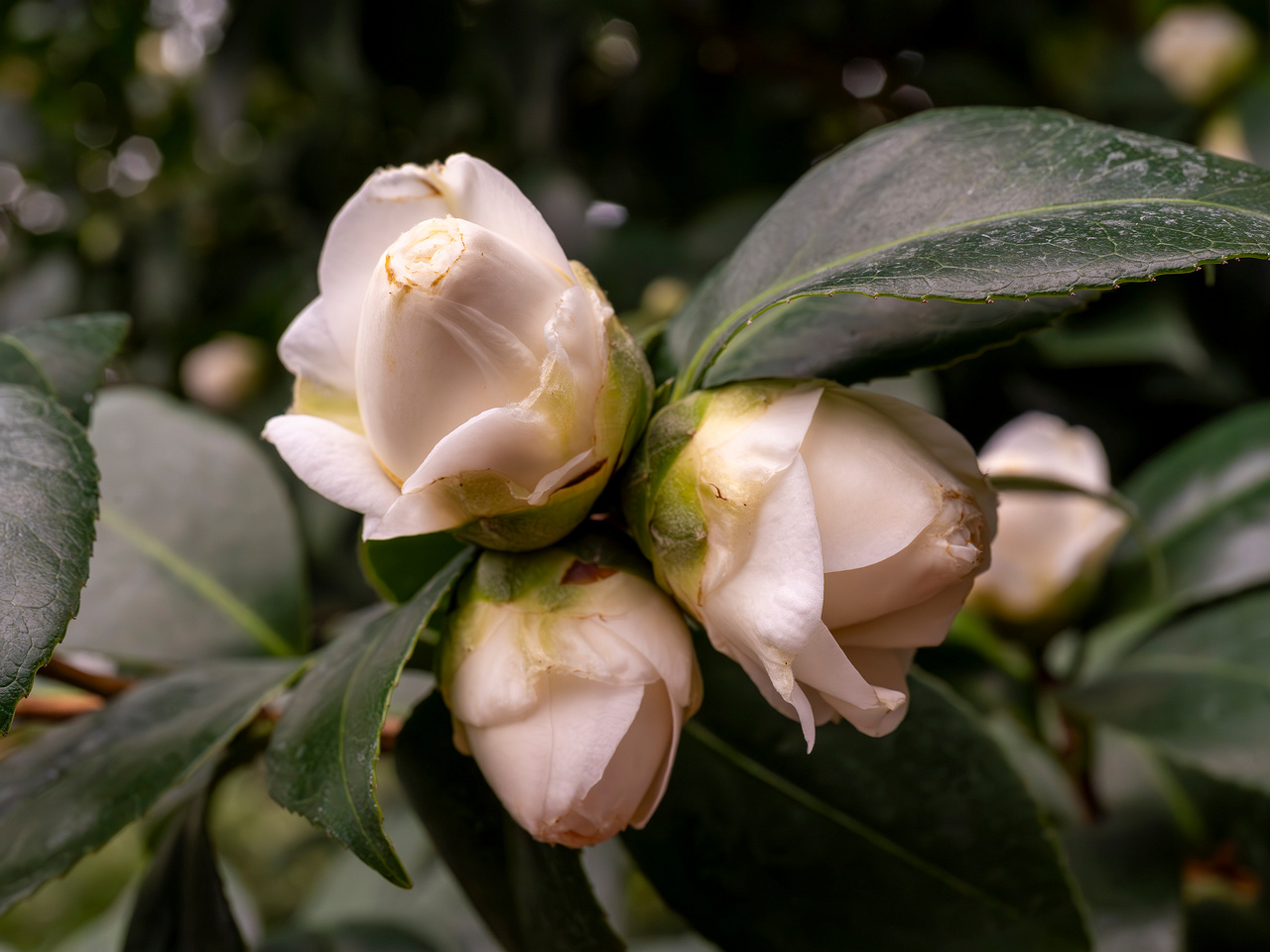сamellia-sinensis-2