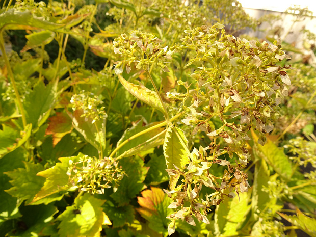 Патриния горбатая - Patrinia gibbosa
