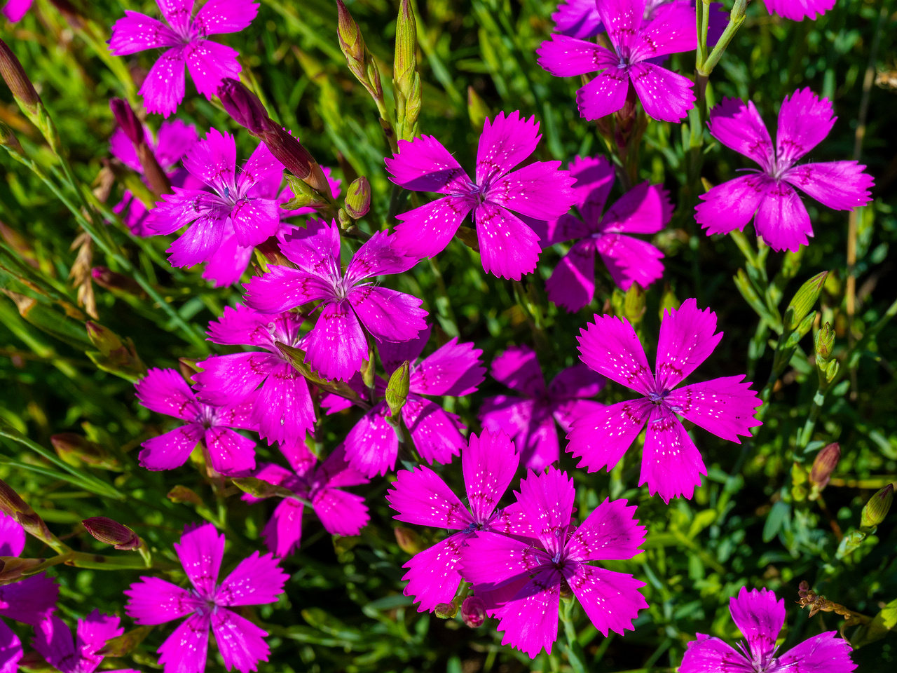 kadriorg_park_gass_lawn_near_japanese_garden-11