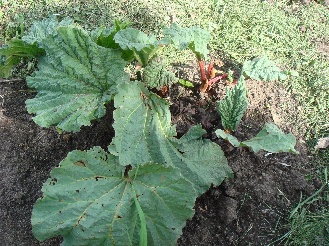 DSC00579