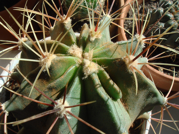 Эхинопсис дикообразный - Echinopsis hystrichoides