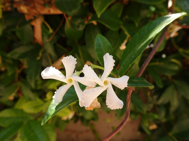 Трахелоспермум жасминовидный - Trachelospermum jasminoides