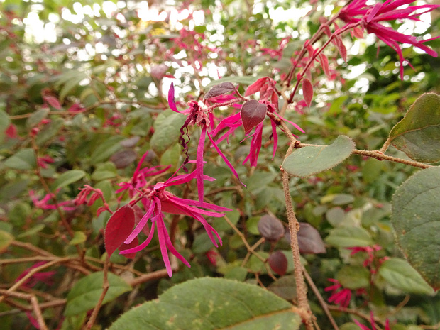 Лоропеталум китайский - Loropetalum chinense