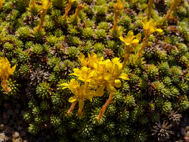 Камнеломка Фердинанда Кобургского - Saxifraga ferdinandi-coburgi